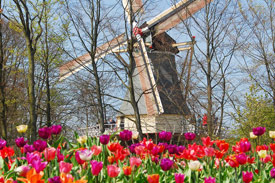 2 oder 3 Tage Keukenhof_3